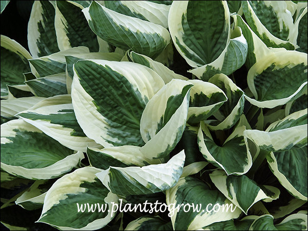 Hosta Admiral Halsey 
This Hosta has been called a Hosta Patriot look alike.